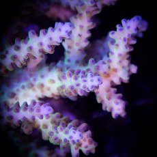 画像3: ■SALE■ IF Acropora Ultra No.85 (3)