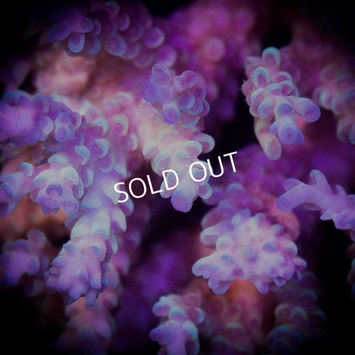 画像2: ■SALE■ IF Acropora Ultra No.84 (2)