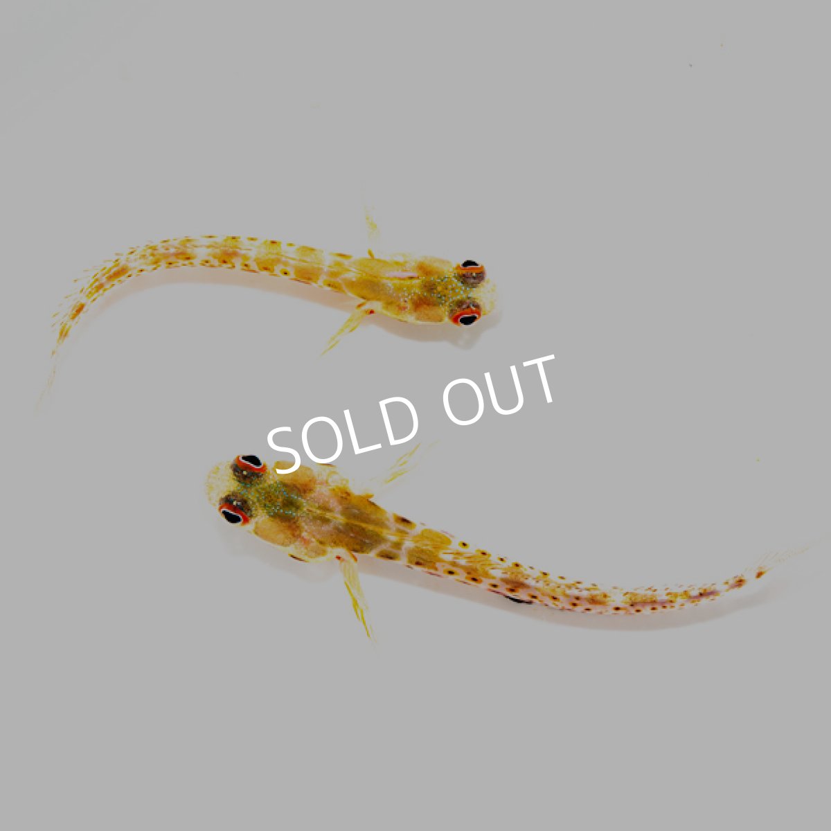 画像3: バーナクルブレニー (3)