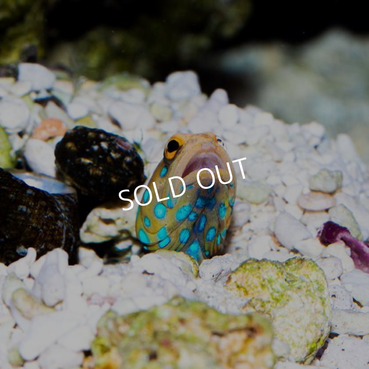 画像2: ブルースポッテッドジョーフィッシュ No.2 (2)