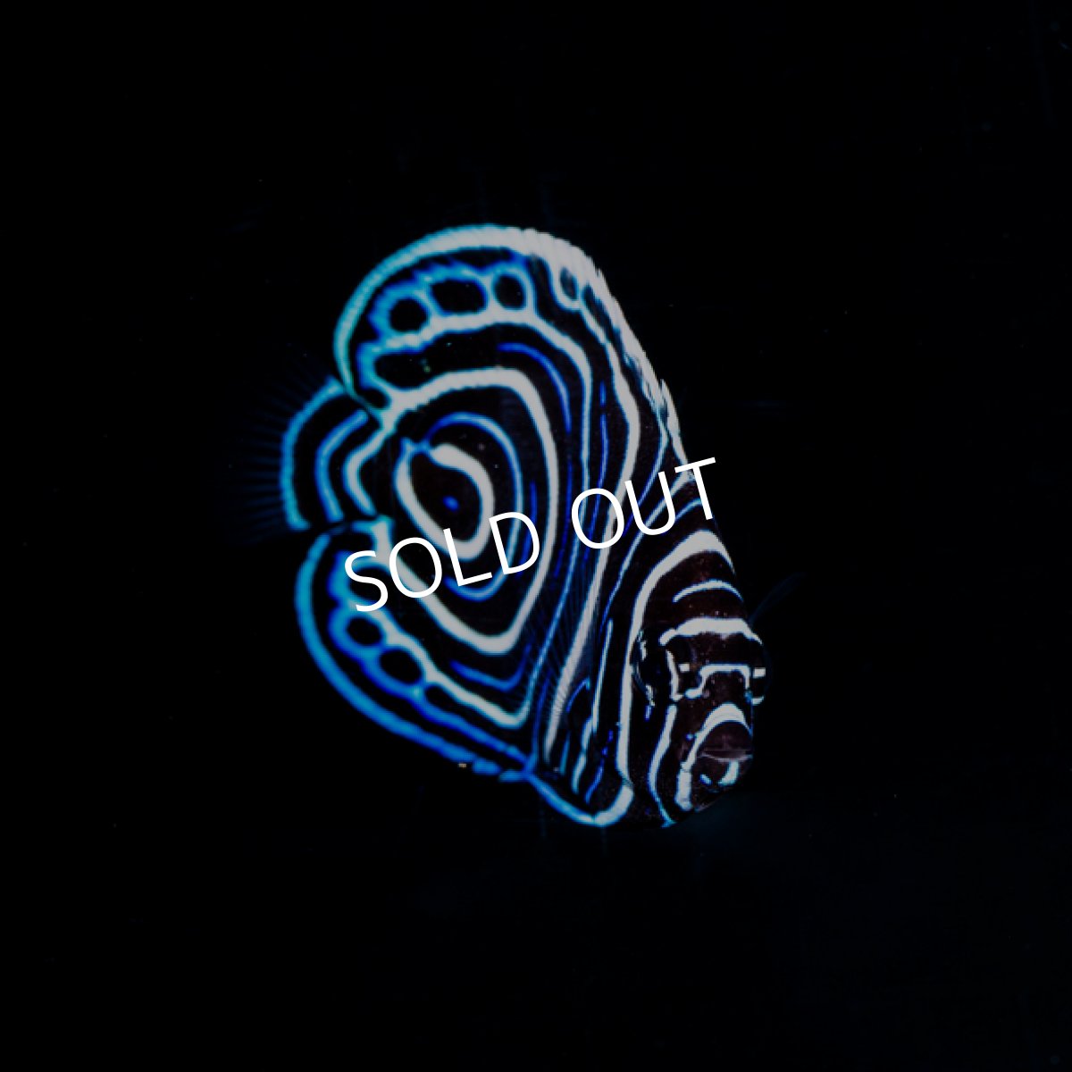 画像3: ウズマキ 八重山産 (3)