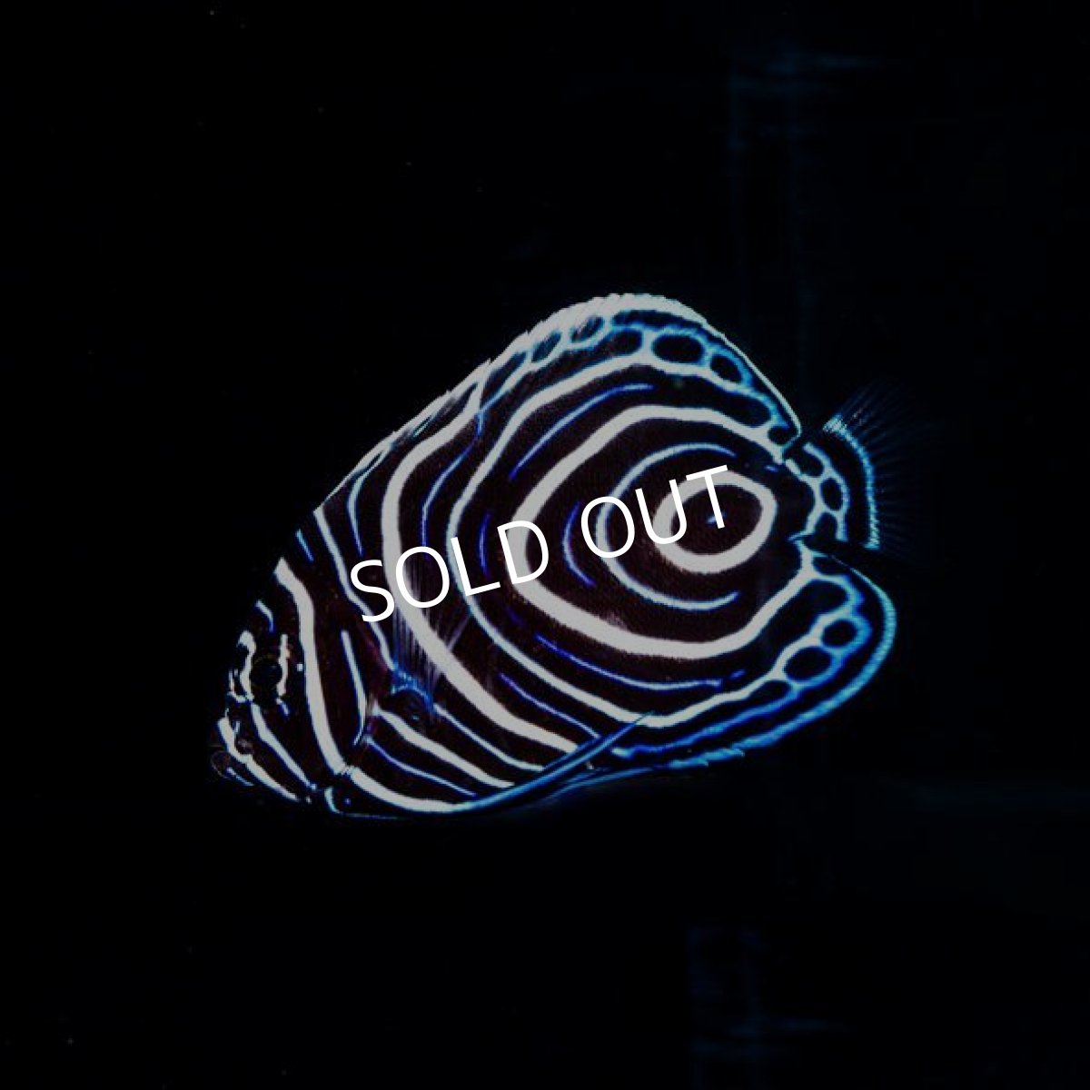 画像2: ウズマキ 八重山産 (2)