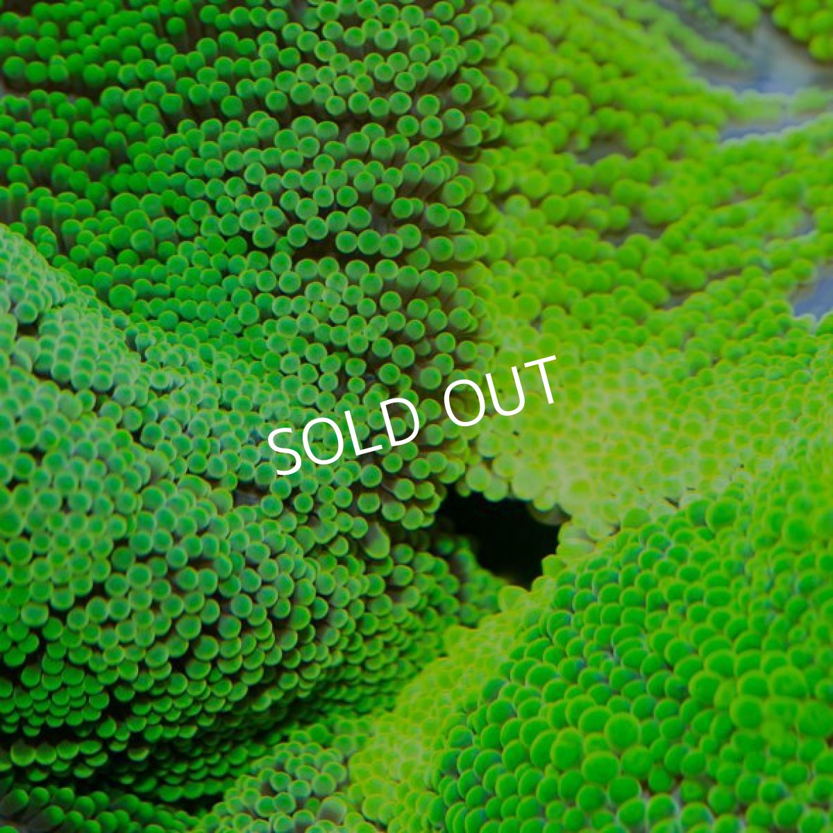 画像2: イボハタゴイソギンチャク メタリックグリーン LL (2)