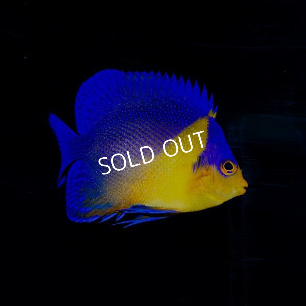 画像2: スミレヤッコ SM 八重山産 (2)