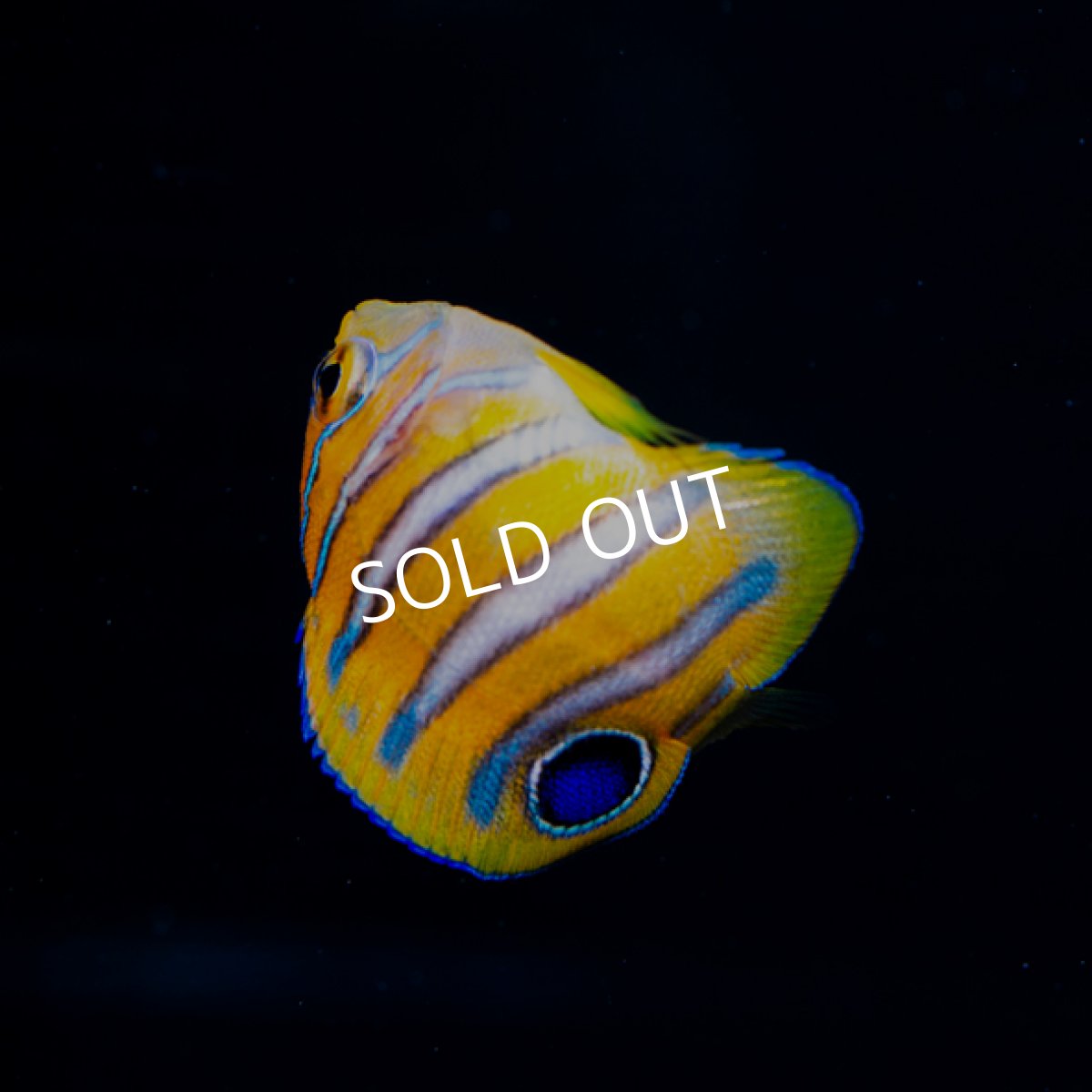 画像2: ■SALE■ ニシキヤッコ 八重山産 (2)