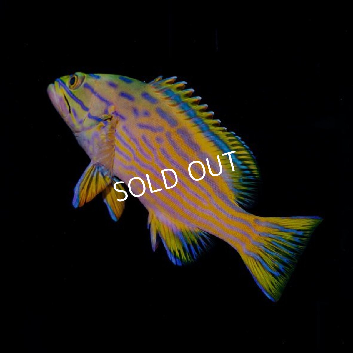 画像2: ■SALE■ ミナミハタ (2)