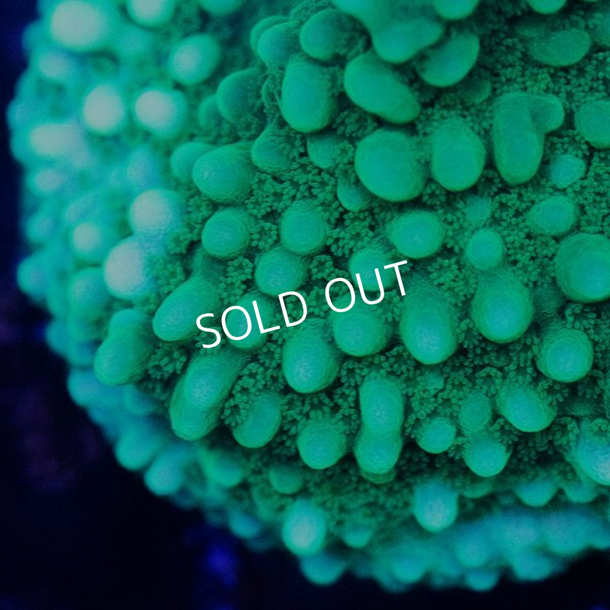 画像2: CE Green Lantern (2)