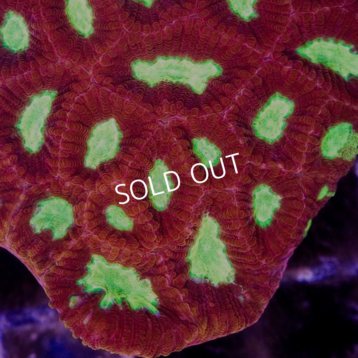 画像2: IF キクメイシ (2)