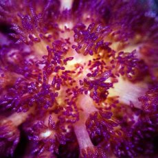 画像2: CE ハナガササンゴ　Purple　Glitter (2)