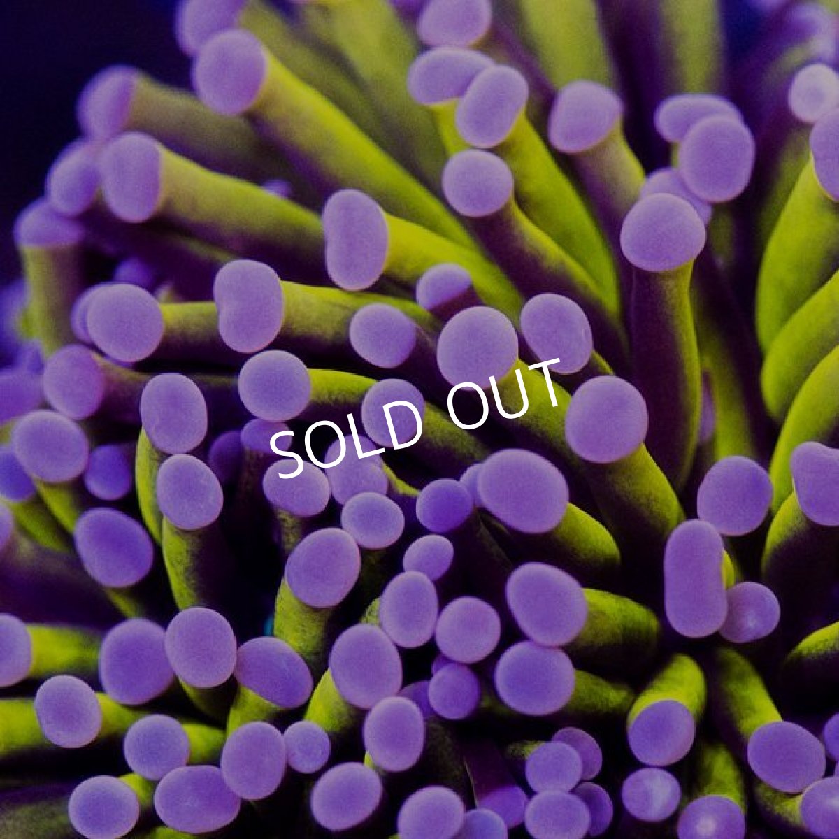 画像2: IF Gold Torch (2)