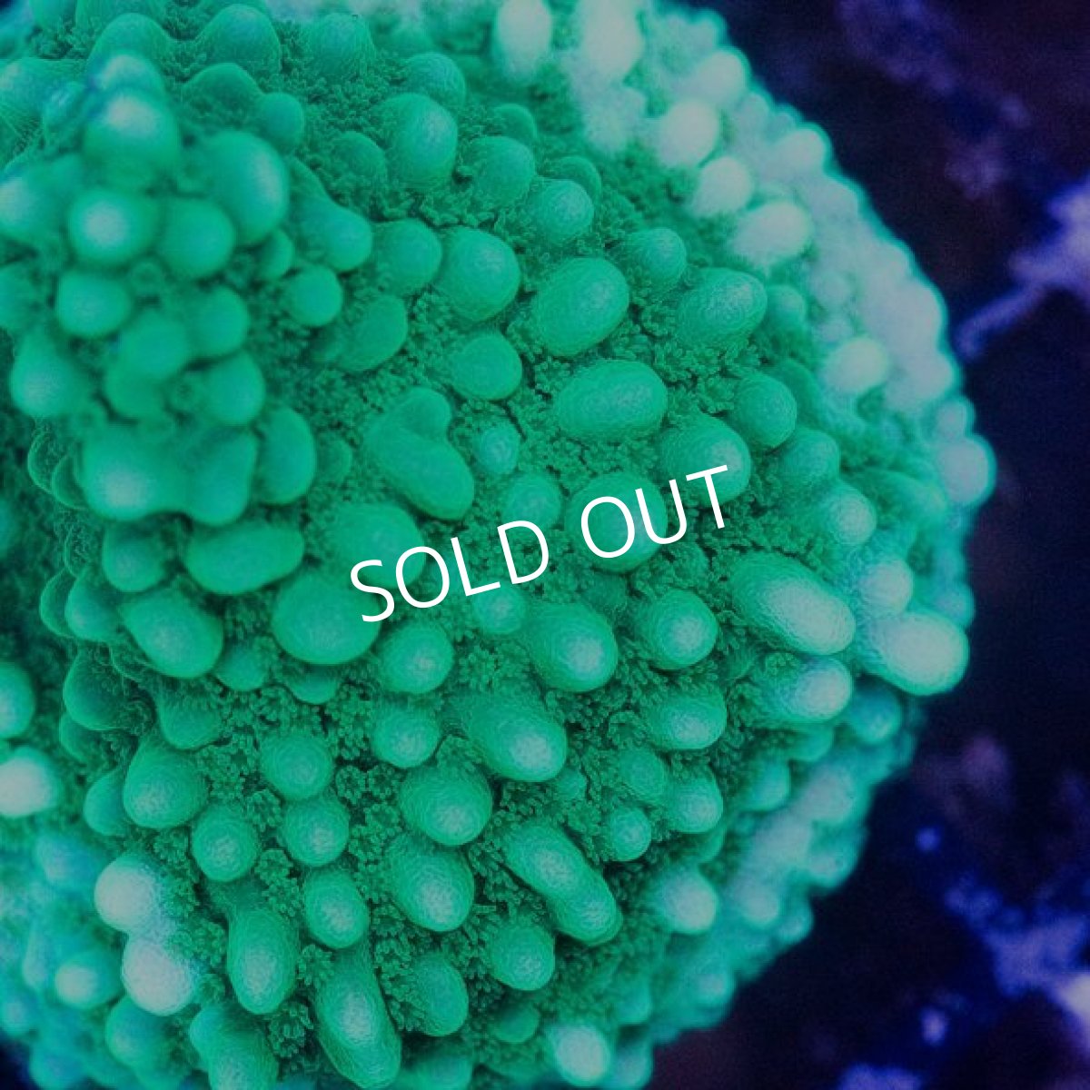 画像3: CE Green Lantern (3)