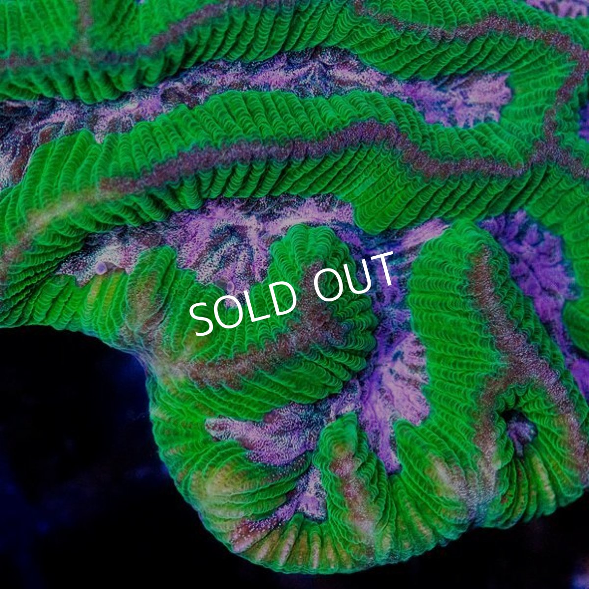 画像2: IF ノウサンゴ (2)