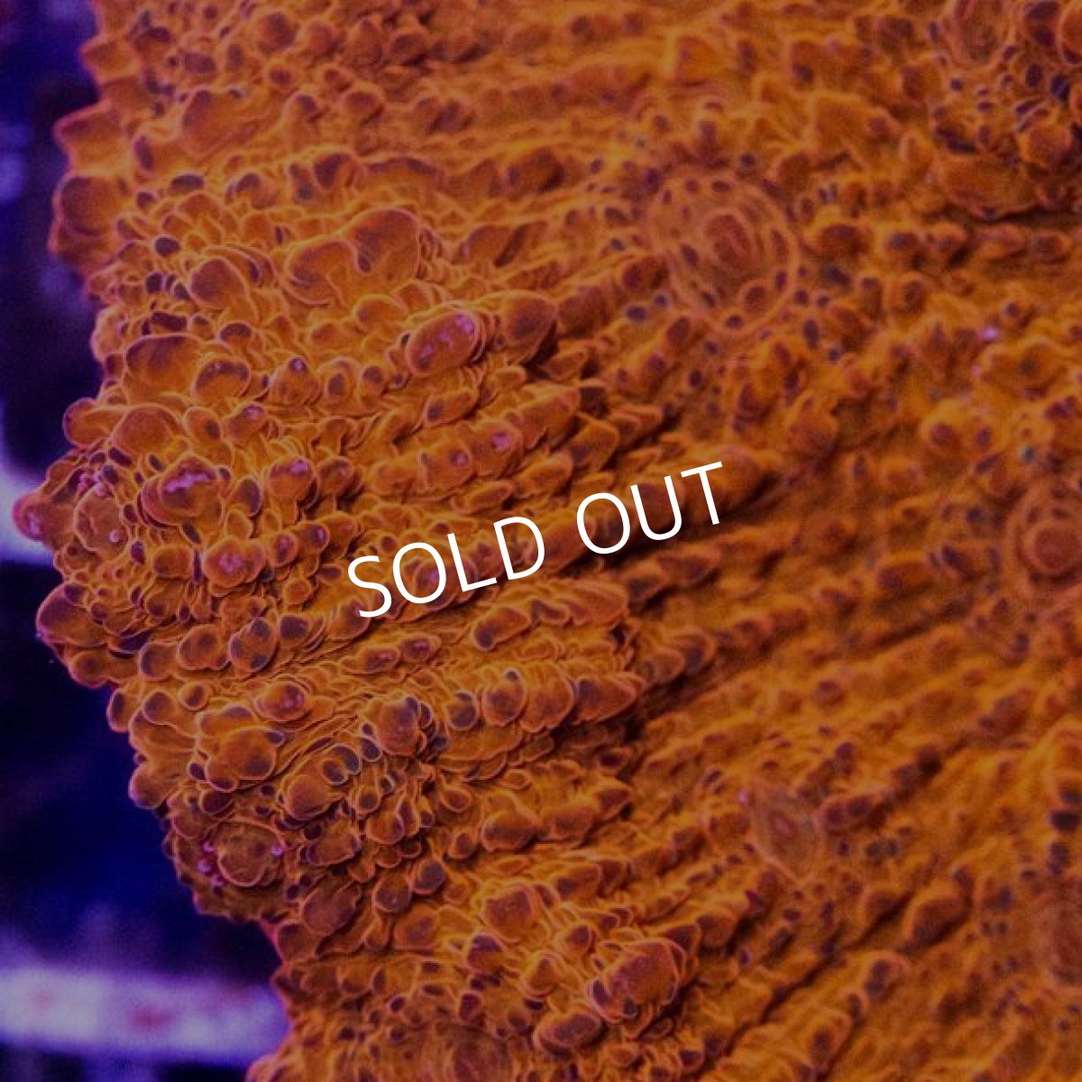 画像2: IF キッカサンゴ (2)