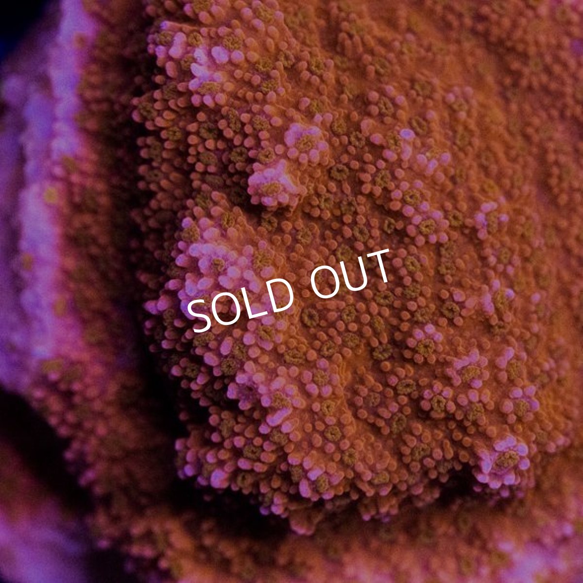 画像2: CE Wild Fire (2)