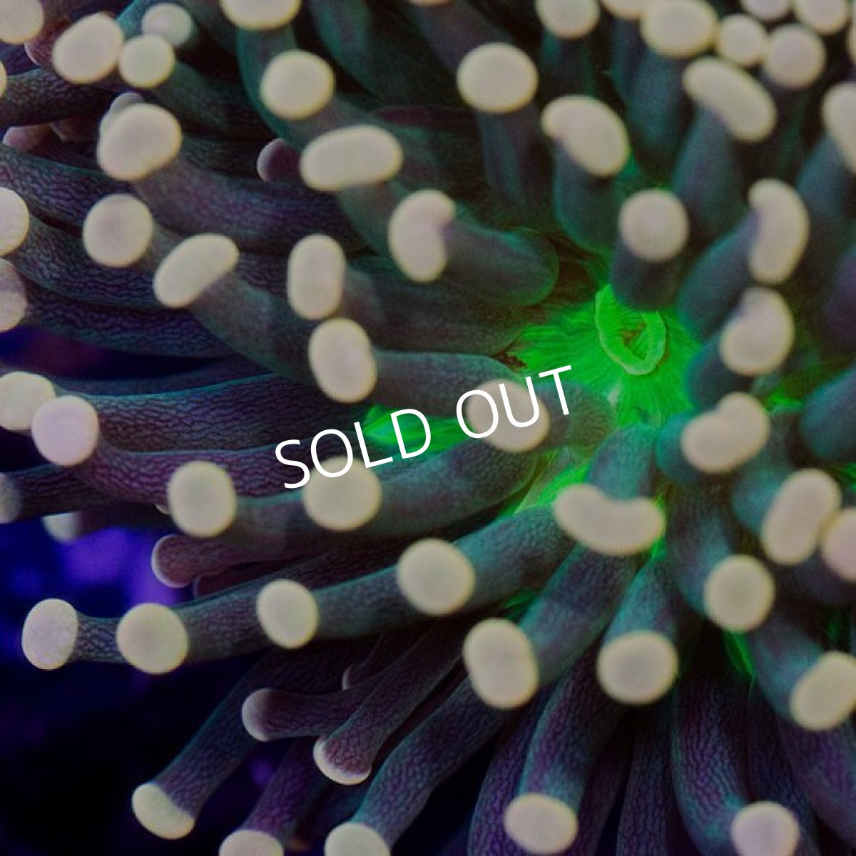 画像2: IF Torch No.1 (2)