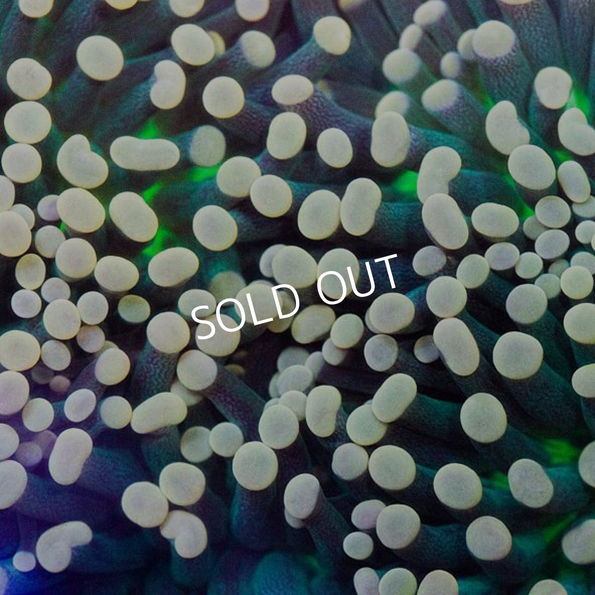 画像3: IF Torch No.1 (3)