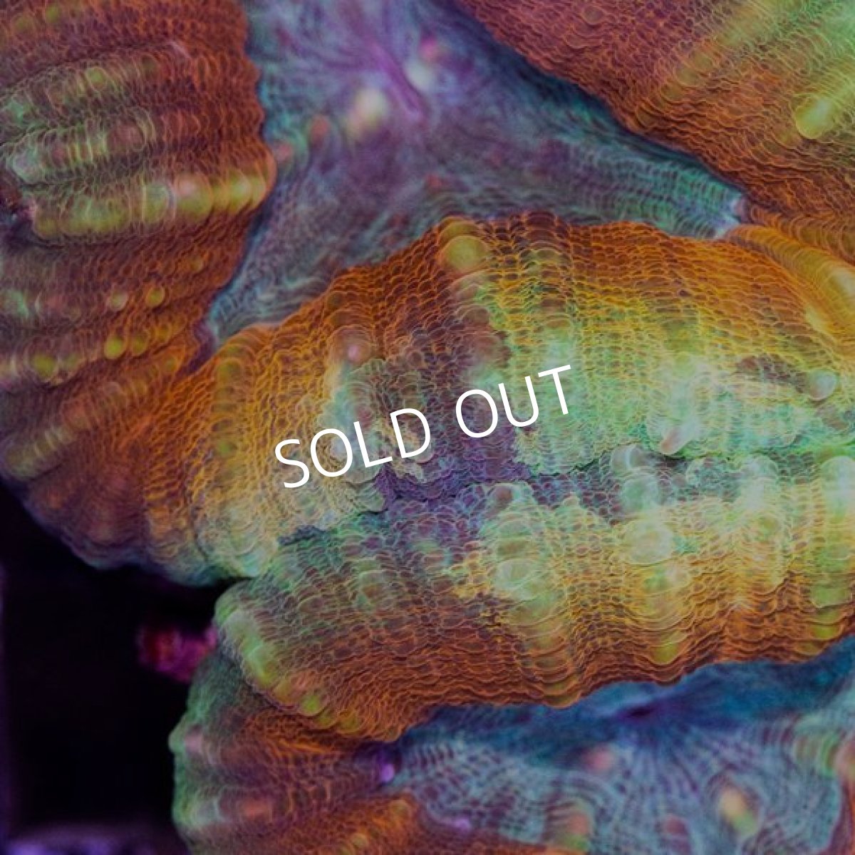 画像2: IF ハナガタサンゴ (2)