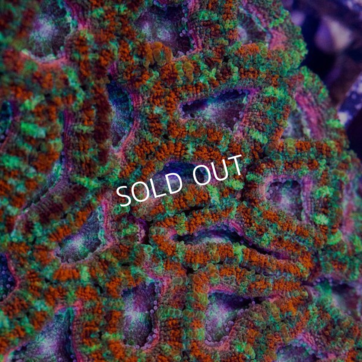 画像2: IF カクオオトゲキクメイシ　Aussie Lord　No.3 (2)