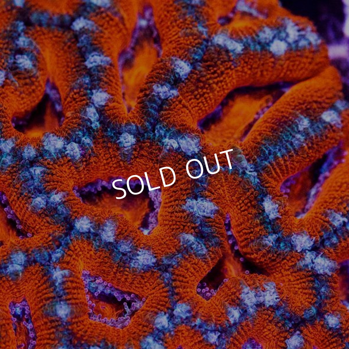 画像2: ■SALE■ IF カクオオトゲキクメイシ Aussie Lord No.4 (2)