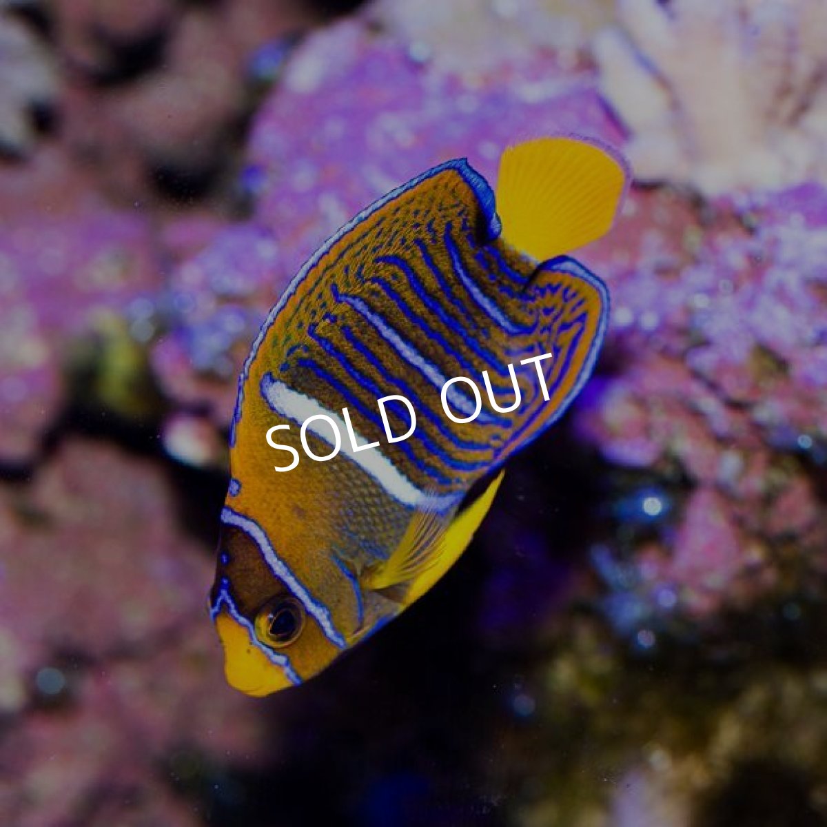 画像2: キングエンゼル SM (2)