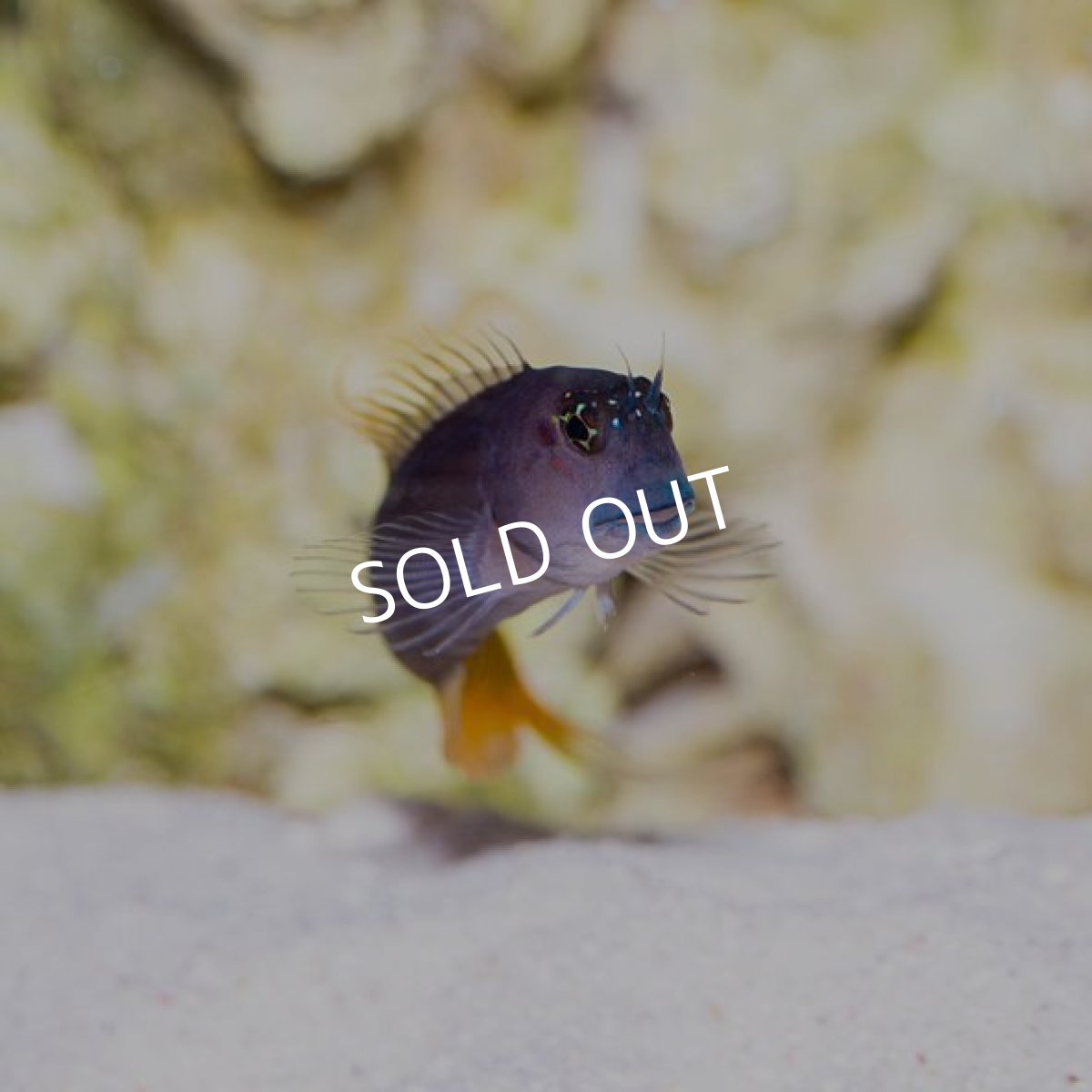 画像3: ガルフブレニー (3)