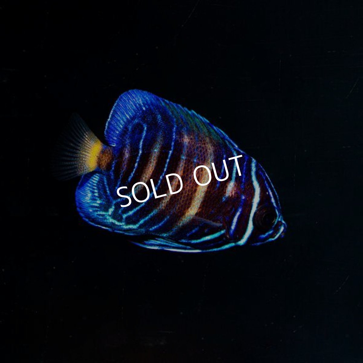 画像2: アズファーエンゼル 幼魚ブリード (2)