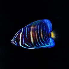 画像1: アズファーエンゼル 幼魚ブリード (1)