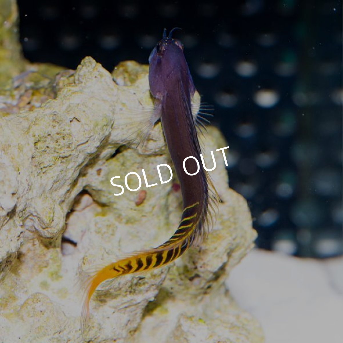 画像2: ガルフブレニー (2)