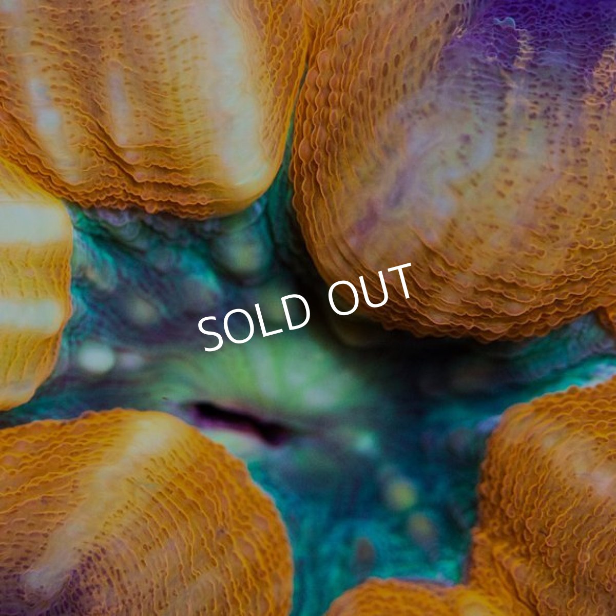 画像2: IF ハナガタサンゴ (2)