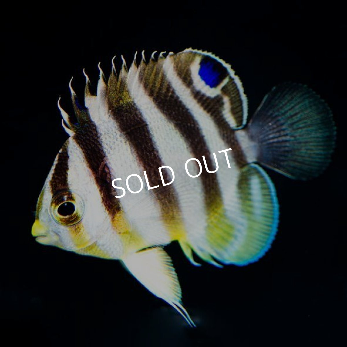 画像2: シマヤッコ ブリード No.3 (2)