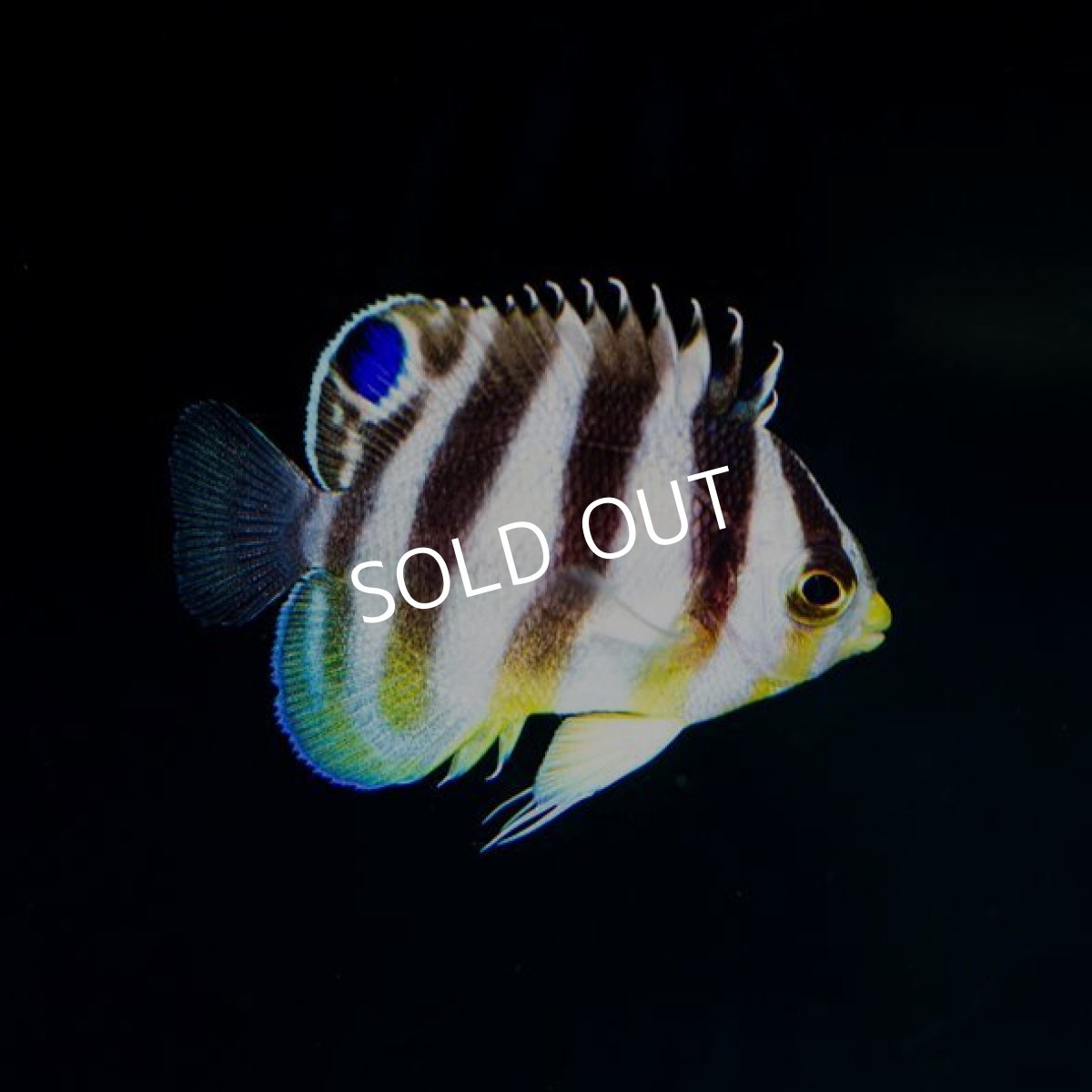 画像2: シマヤッコ ブリード No.2 (2)