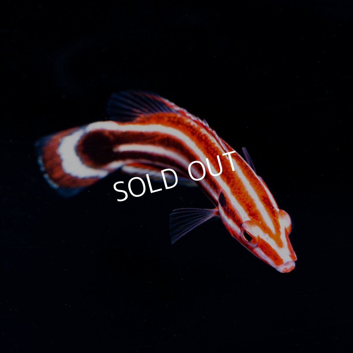 画像2: ペパーミントラス (2)