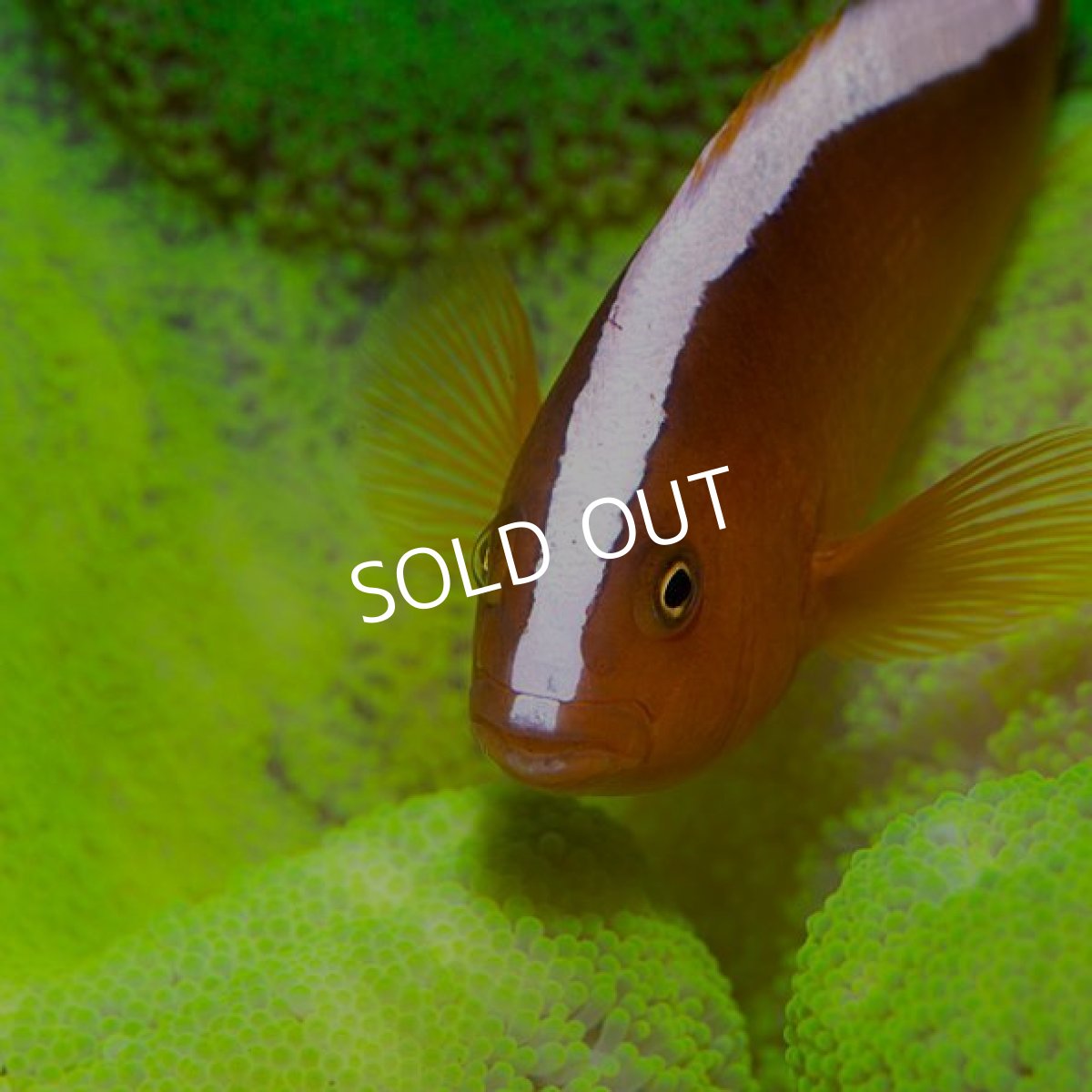 画像2: イボハタゴイソギンチャク　メタリックグリーン L  (2)