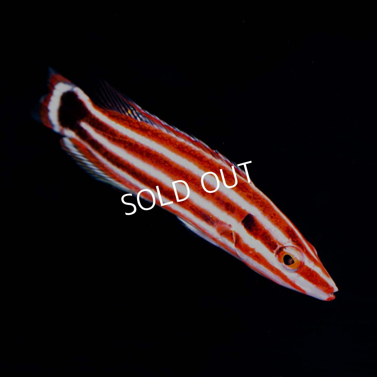 画像3: ペパーミントラス (3)