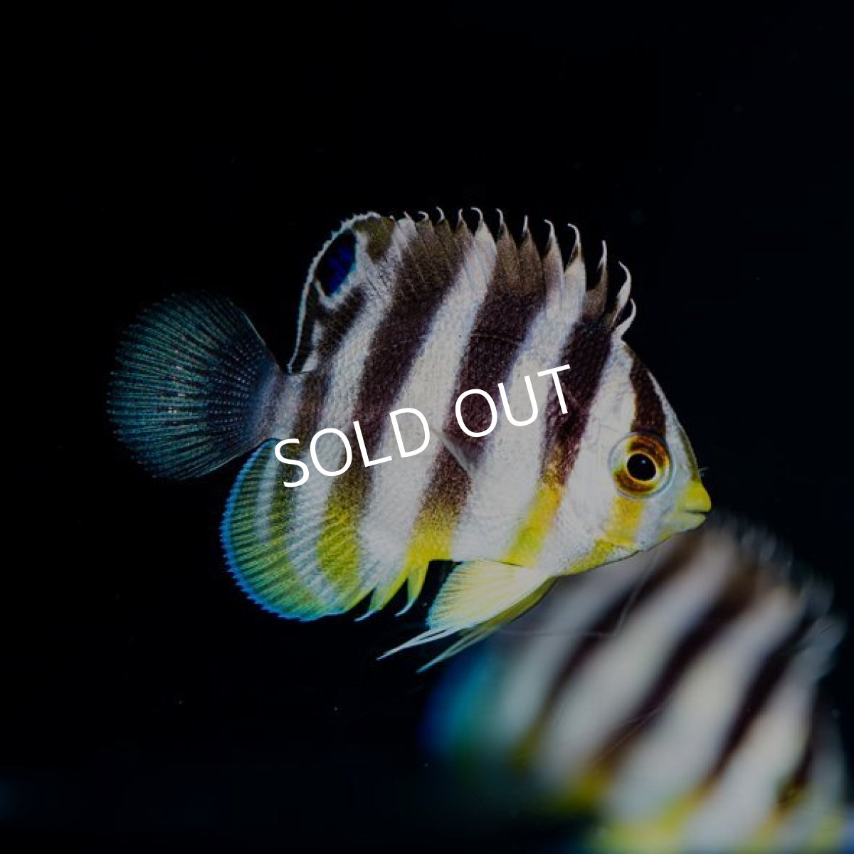 画像2: シマヤッコ　ブリード No.1 (2)