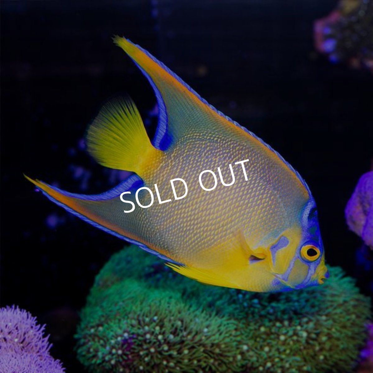 画像2: クイーンエンゼル カリブ (2)