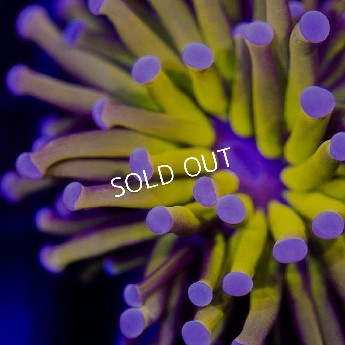 画像2: IF Gold Torch (2)