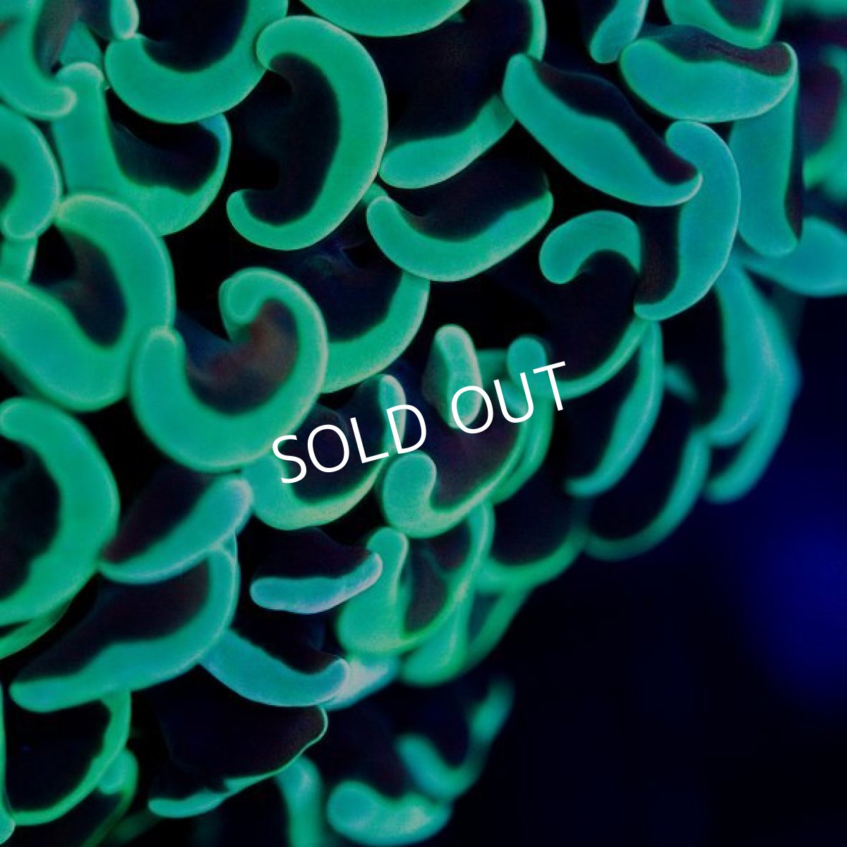 画像2: IF ナガレハナサンゴ No.3 (2)