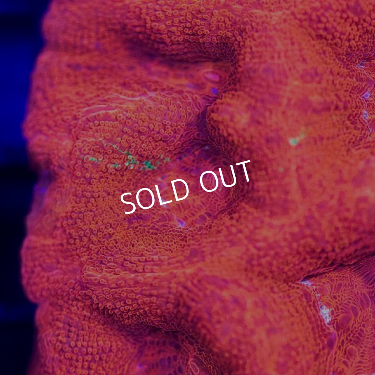 画像2: ■SALE■ IF H.bowerbanki　No.1 (2)