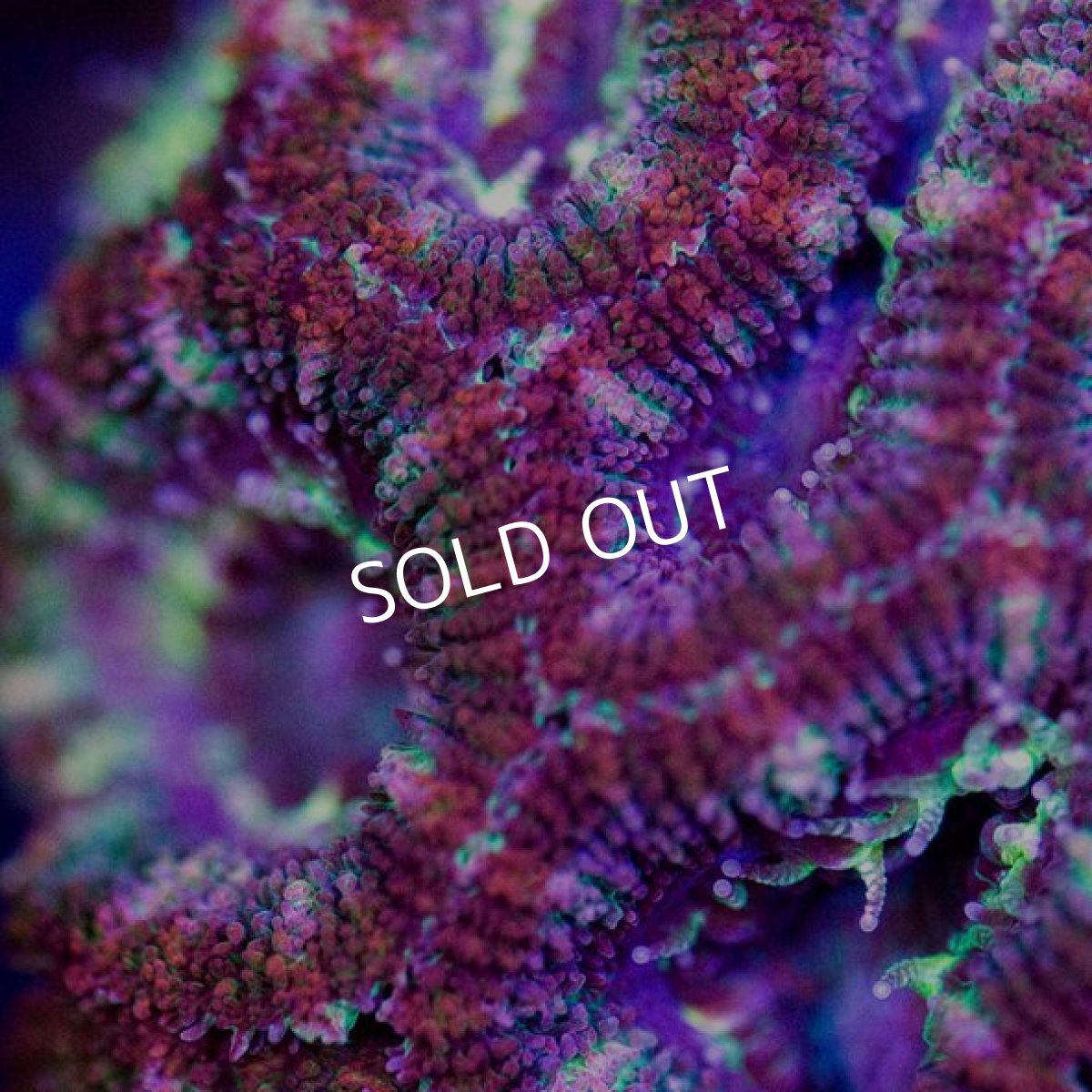 画像2: IF カクオオトゲキクメイシ　No.５ (2)