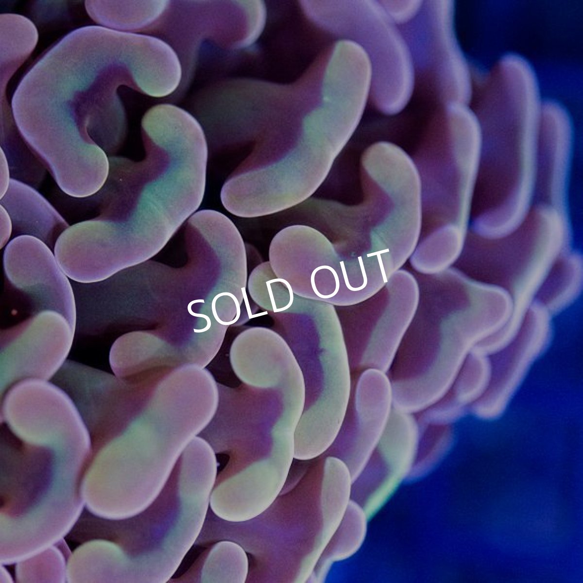 画像2: IF ナガレハナサンゴ　No.1 (2)