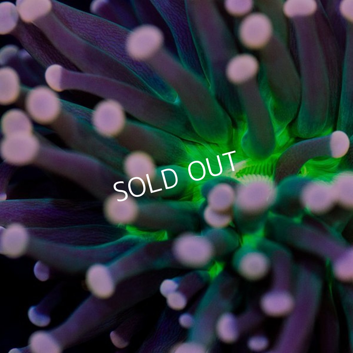 画像2: IF Torch　Green (2)