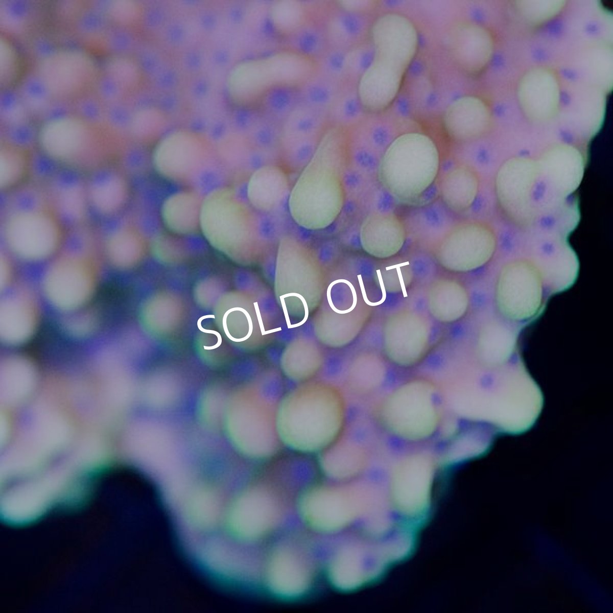 画像3:  ■SALE■IF Montipora No.２ (3)