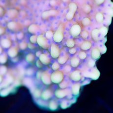 画像3:  ■SALE■IF Montipora No.２ (3)