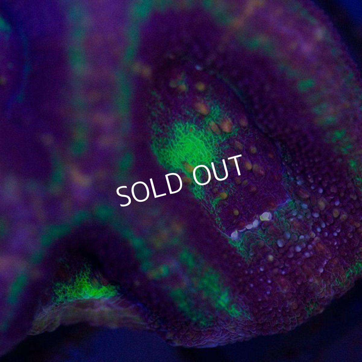 画像3: ■SALE■ IF H.bowerbanki　No.２ (3)