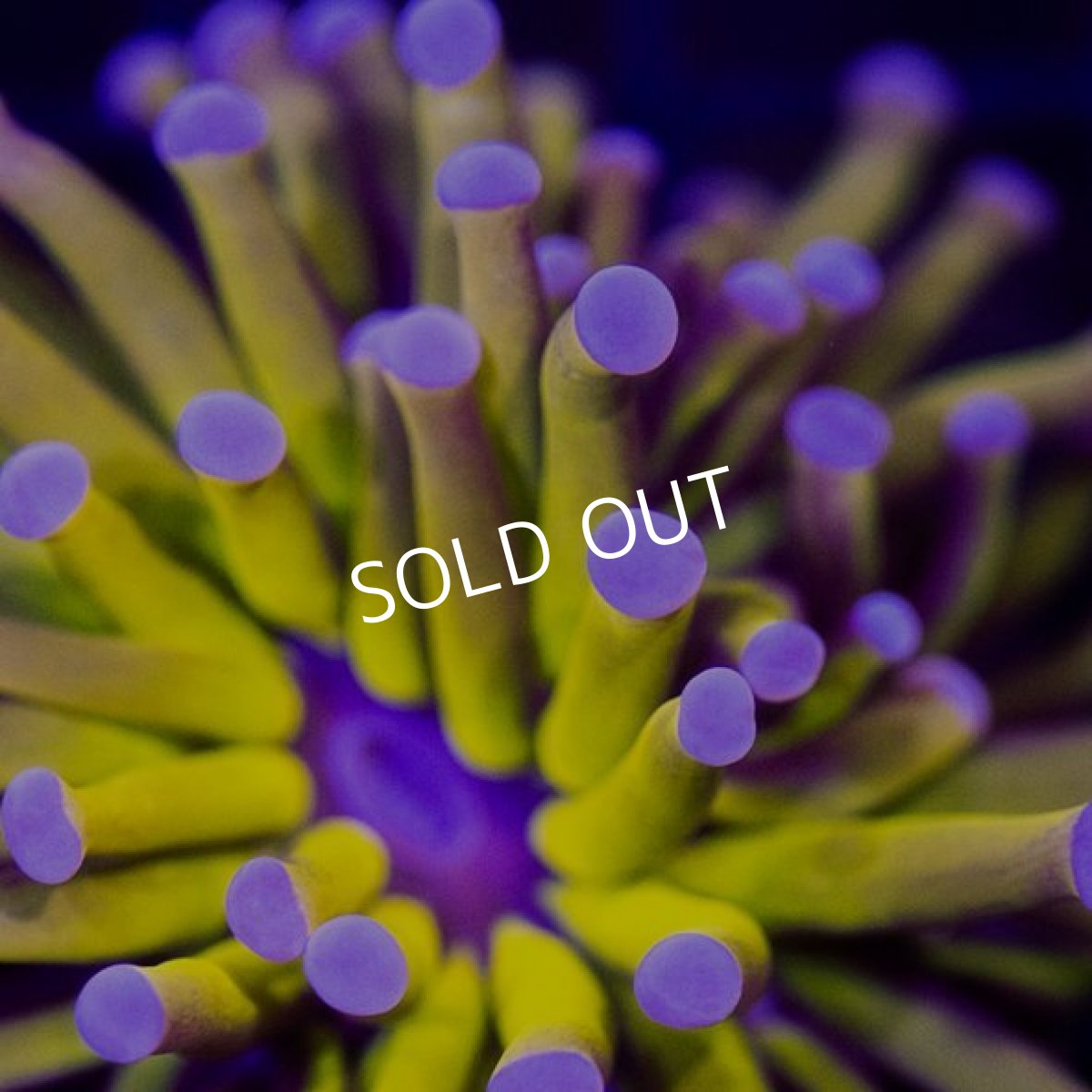 画像3: IF Gold Torch (3)