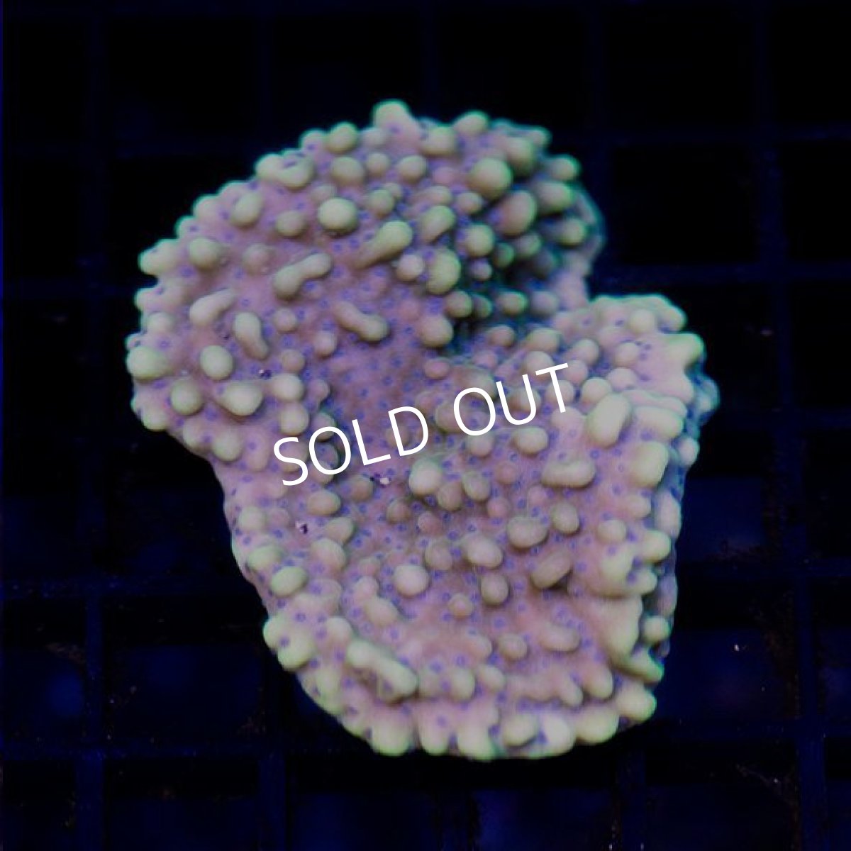 画像1:  ■SALE■IF Montipora No.２ (1)