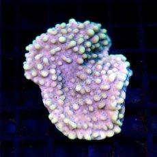 画像1:  ■SALE■IF Montipora No.２ (1)