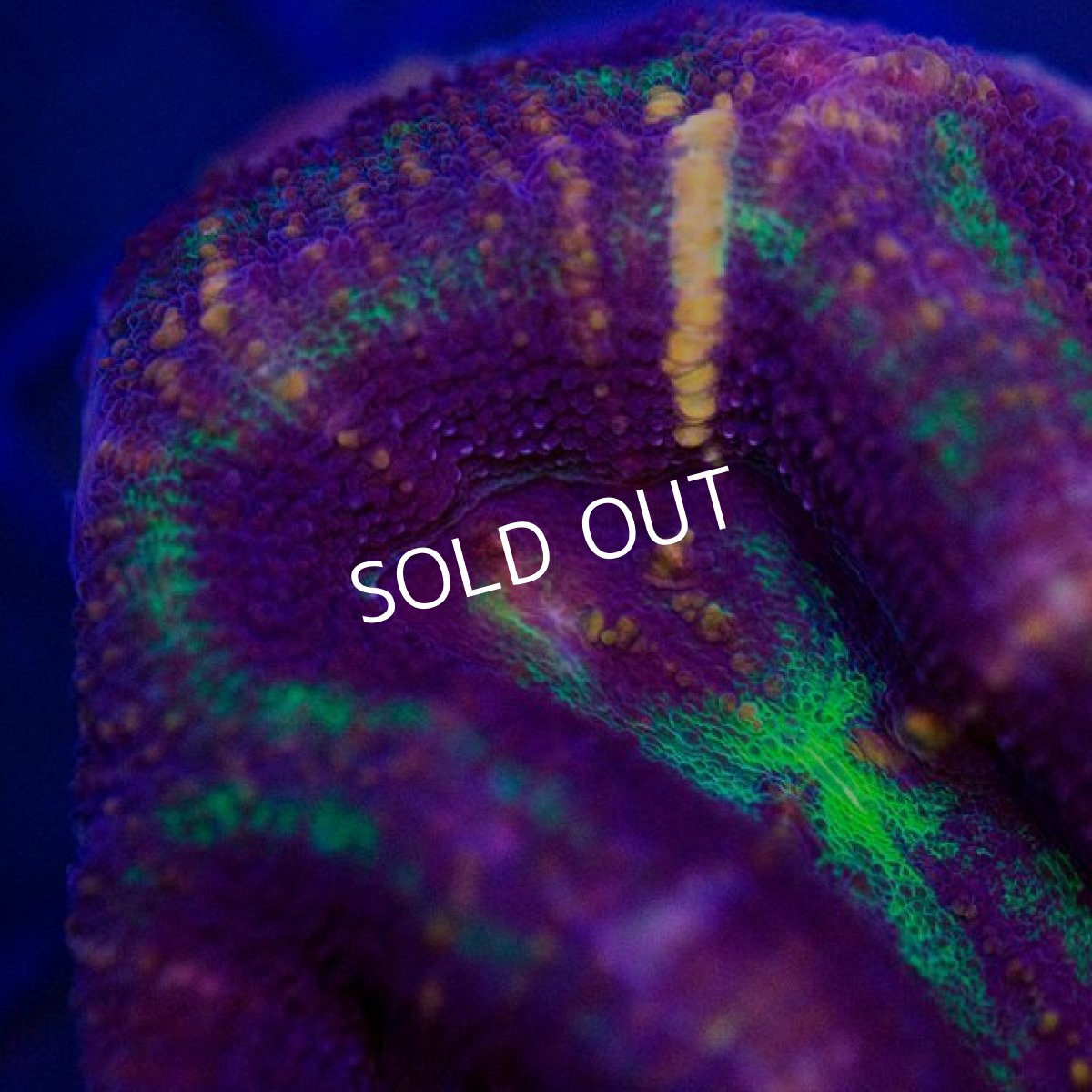 画像2: ■SALE■ IF H.bowerbanki　No.２ (2)