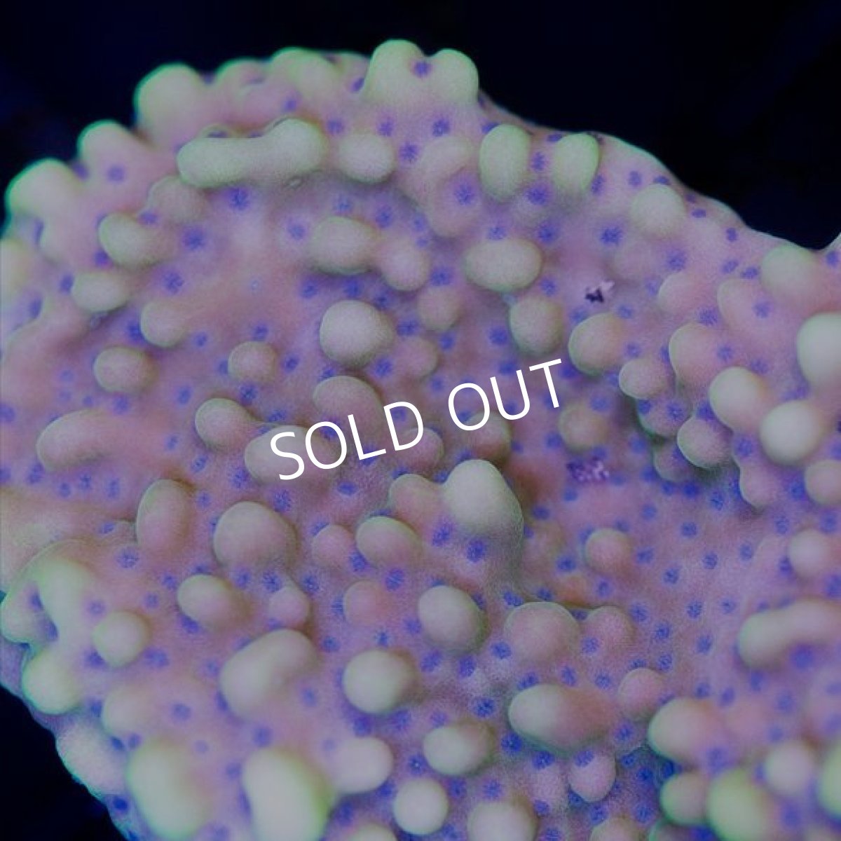 画像2:  ■SALE■IF Montipora No.２ (2)